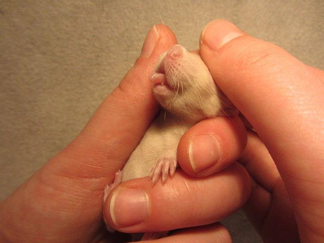 Tamrotte Spir RIP billede 3