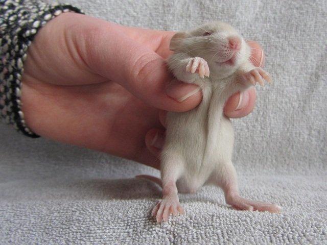 Tamrotte Spir RIP billede 4