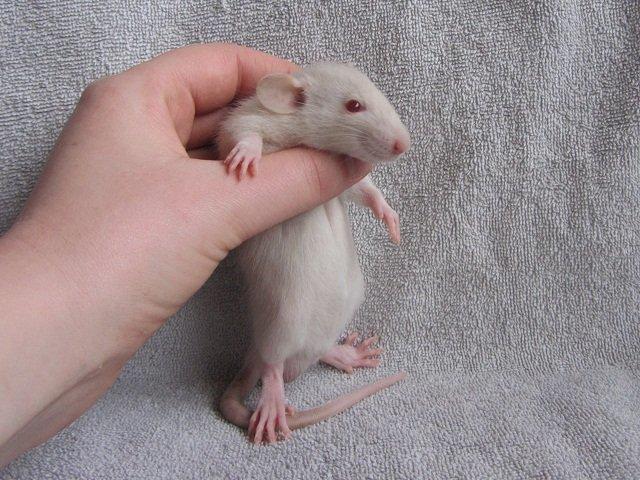 Tamrotte Spir RIP billede 5