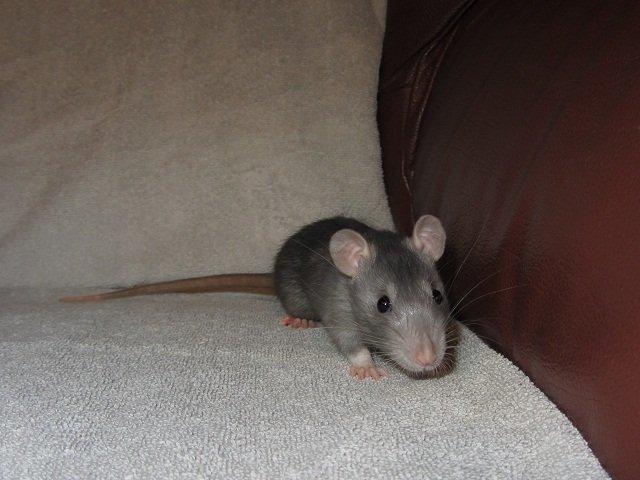 Tamrotte Aipo RIP billede 3