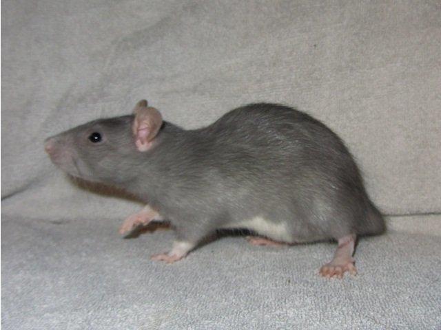 Tamrotte Aipo RIP billede 2