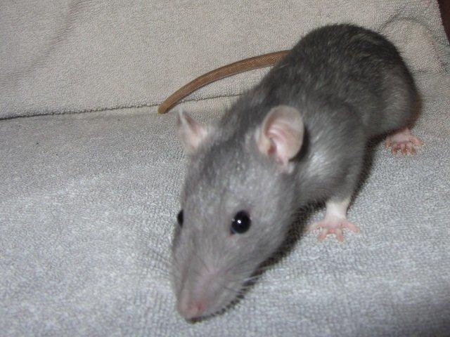 Tamrotte Aipo RIP billede 4