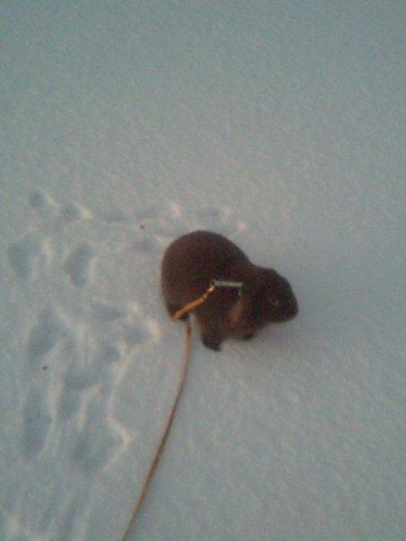 Kanin Bølle Mudi Johnsen - Første gang i sne i 2007 billede 19