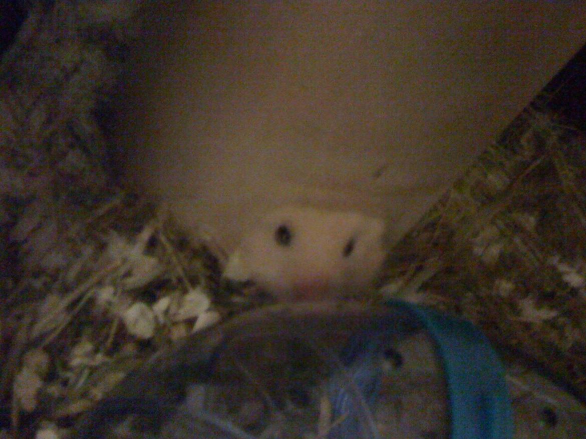 Hamster HamHam billede 2