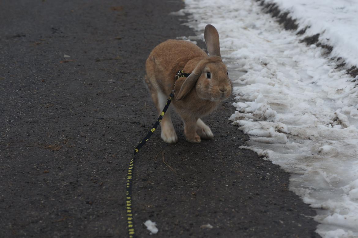 Kanin Hønsehusets Quantum of Solacé billede 3