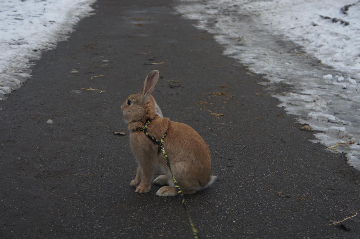 Kanin Hønsehusets Quantum of Solacé billede 5