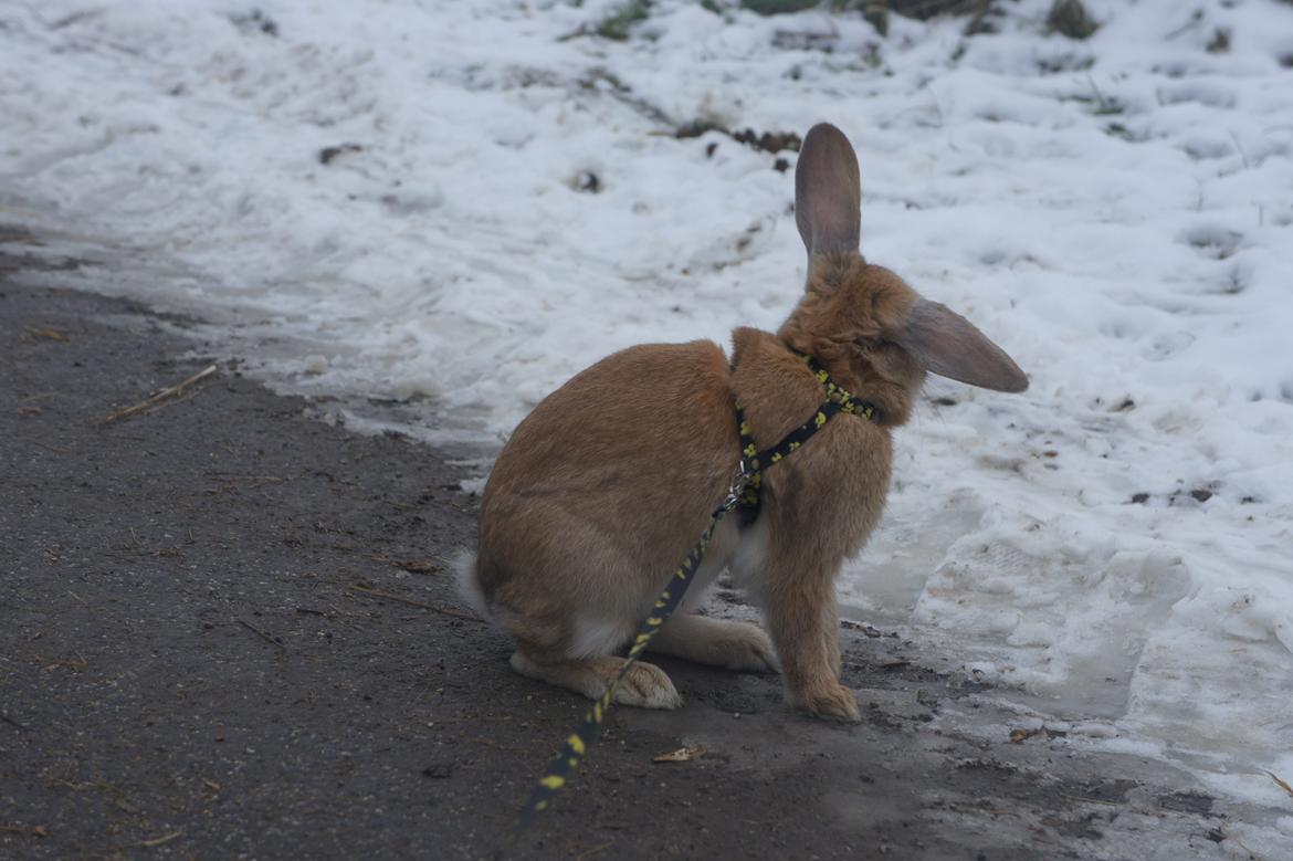 Kanin Hønsehusets Quantum of Solacé billede 7