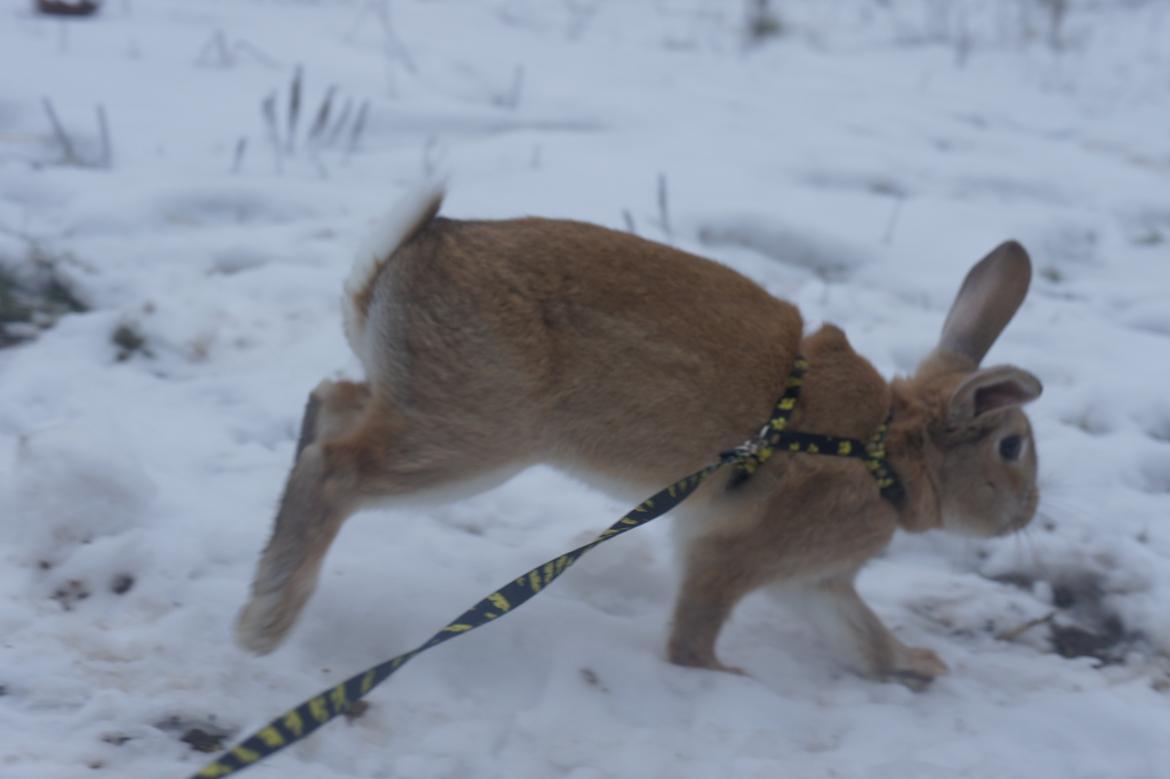 Kanin Hønsehusets Quantum of Solacé billede 9