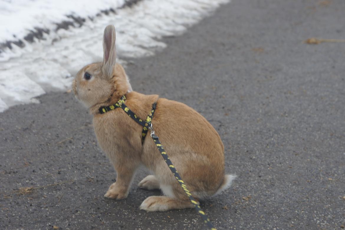 Kanin Hønsehusets Quantum of Solacé billede 4