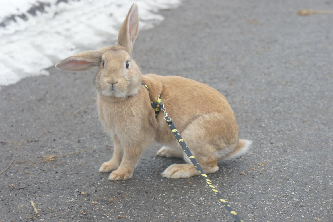 Kanin Hønsehusets Quantum of Solacé billede 2
