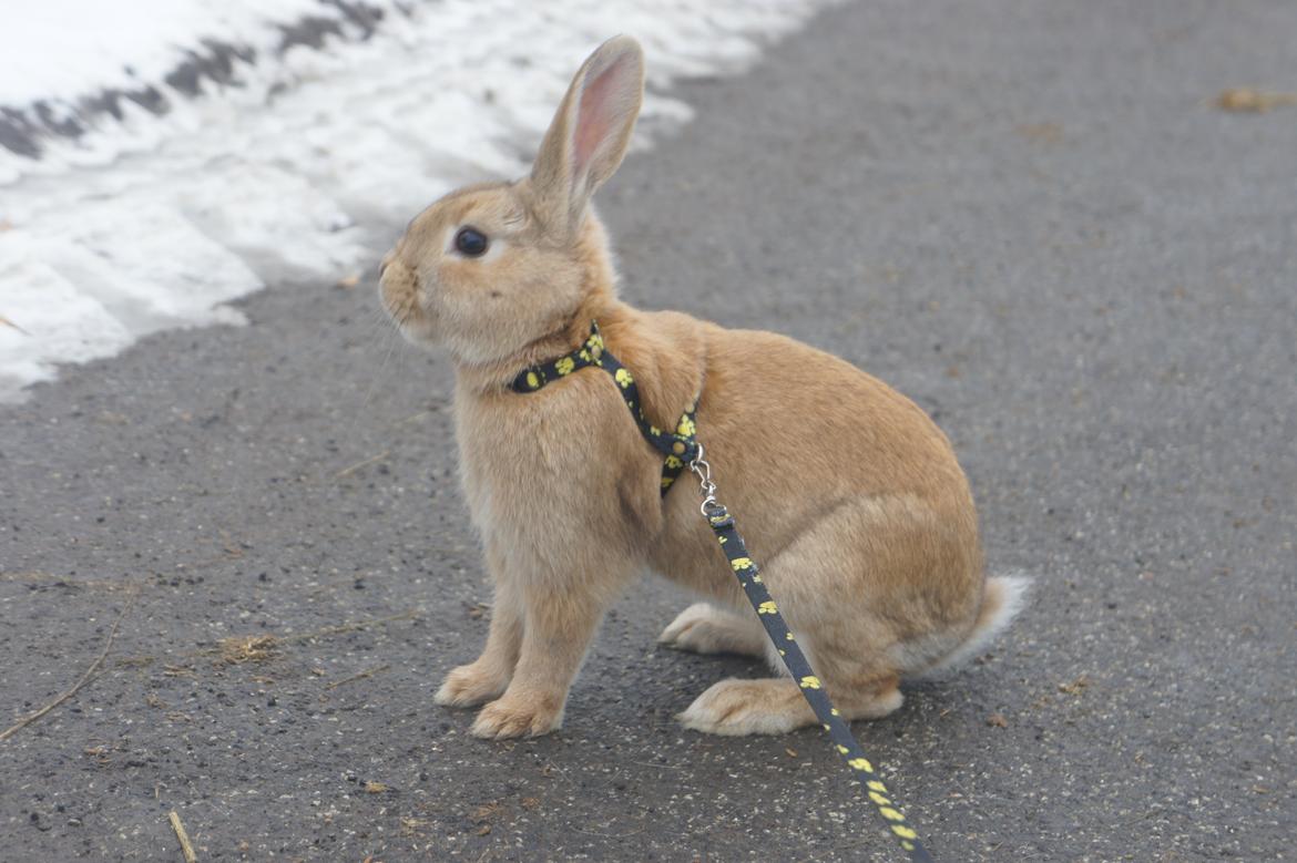 Kanin Hønsehusets Quantum of Solacé billede 10