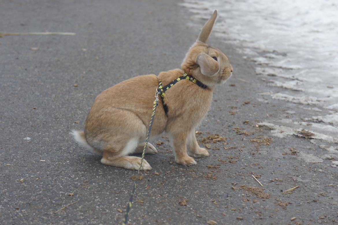 Kanin Hønsehusets Quantum of Solacé billede 8