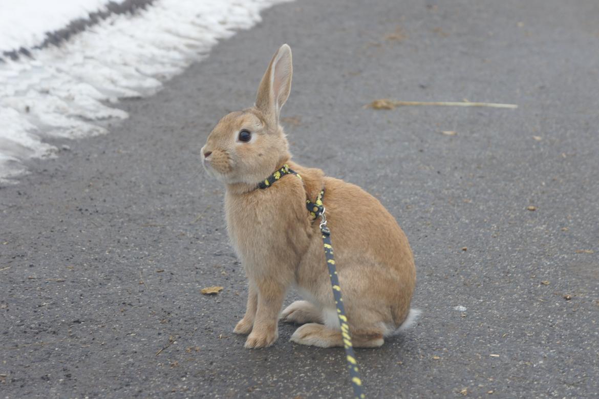Kanin Hønsehusets Quantum of Solacé billede 6