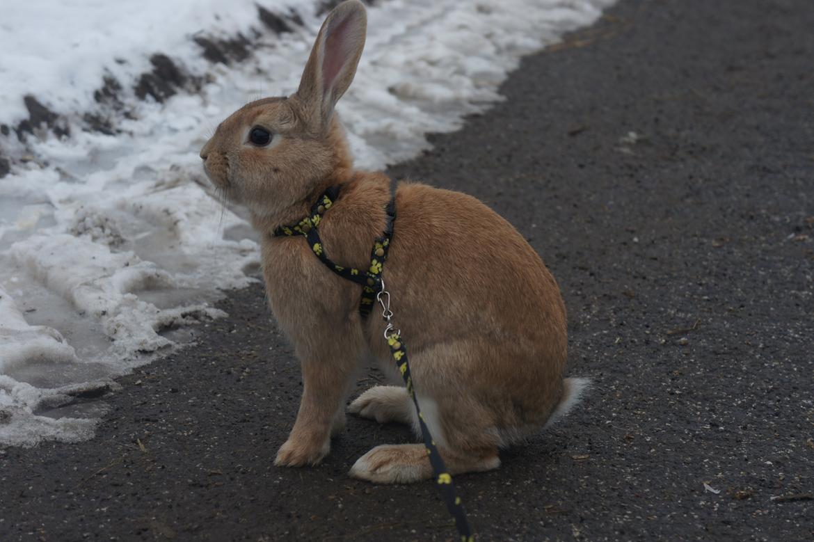 Kanin Hønsehusets Quantum of Solacé billede 11