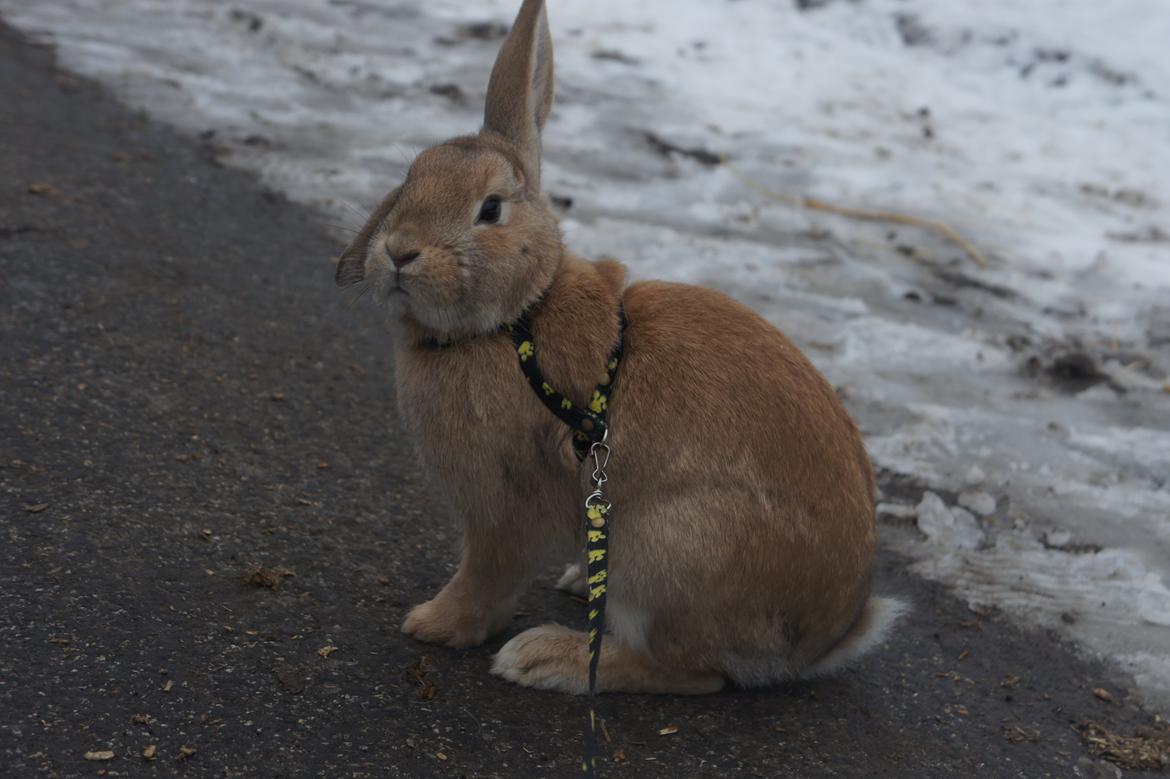 Kanin Hønsehusets Quantum of Solacé - Velkommen til Quantis profil :) billede 1