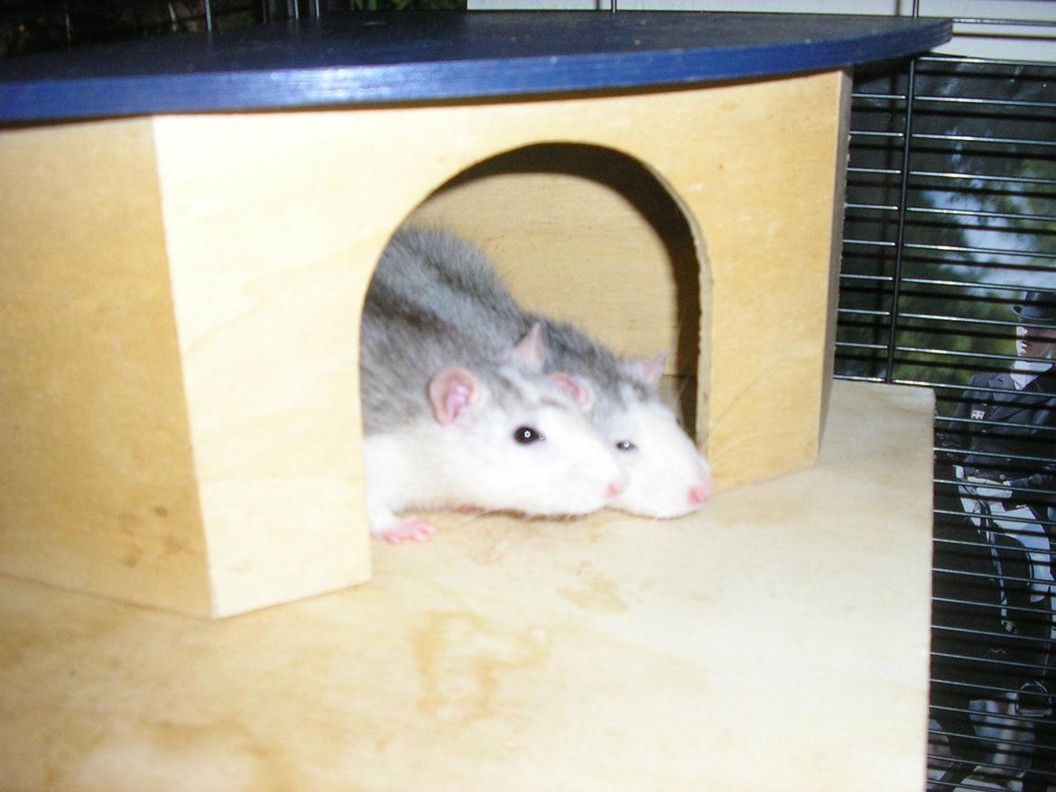 Tamrotte Lisa - Lisa og Maggie :) (Lisa er den længst væk/hende der lukker øjnene lidt)  billede 6