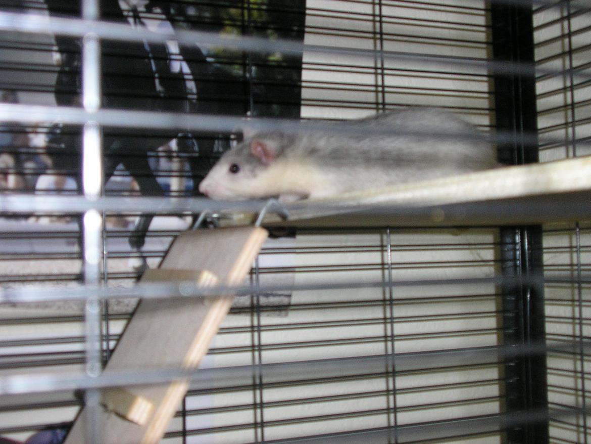 Tamrotte Lisa - Første dag herhjemme :) billede 1