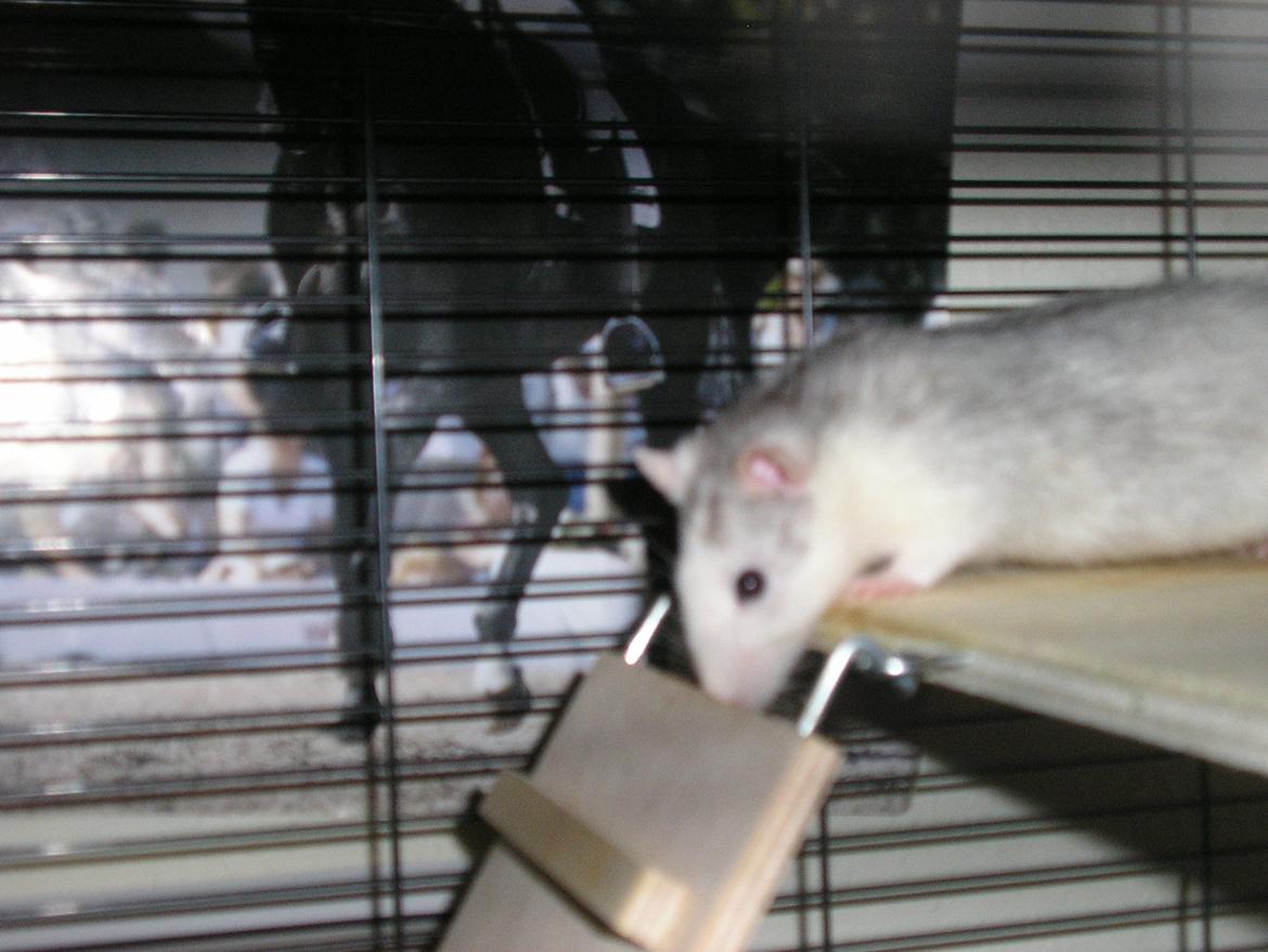 Tamrotte Lisa - Snuser lige til trappen :) billede 2