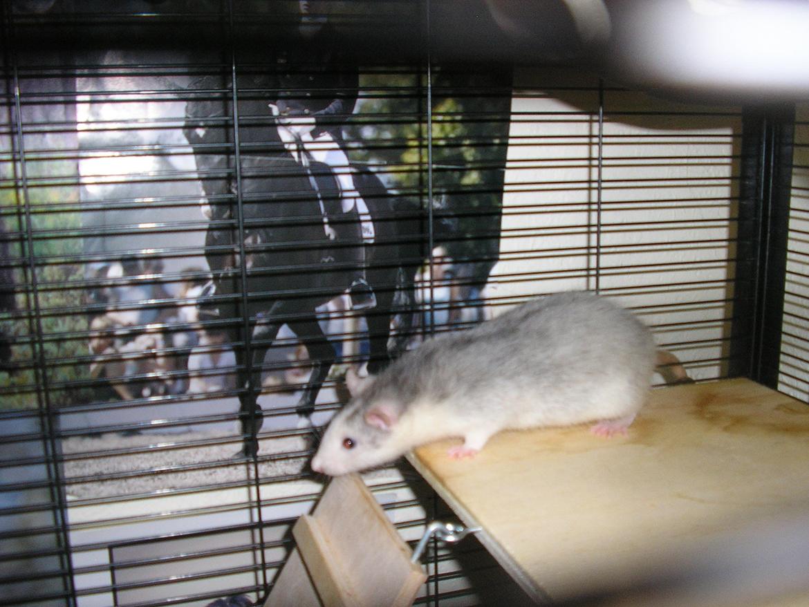 Tamrotte Lisa billede 3