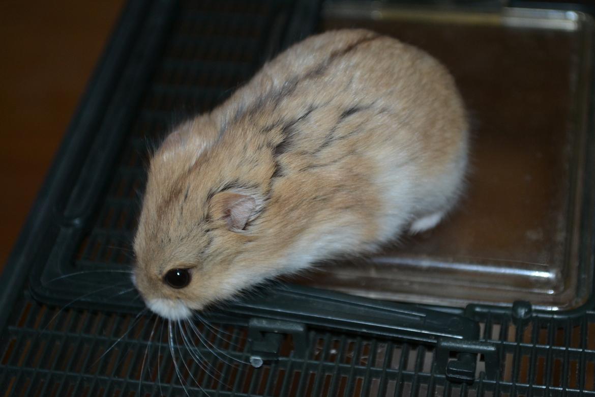 Dværghamster Nightangel's Makalu billede 9