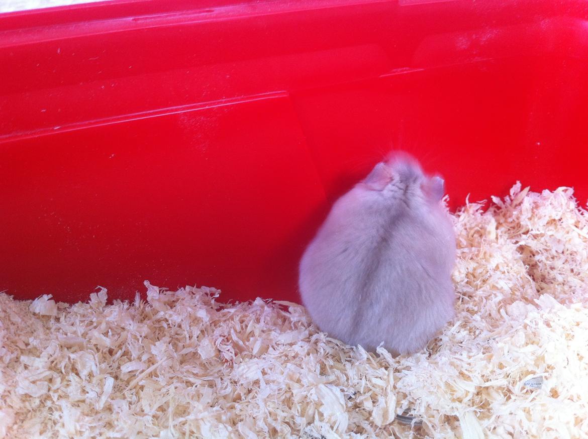 Dværghamster Snuske billede 1