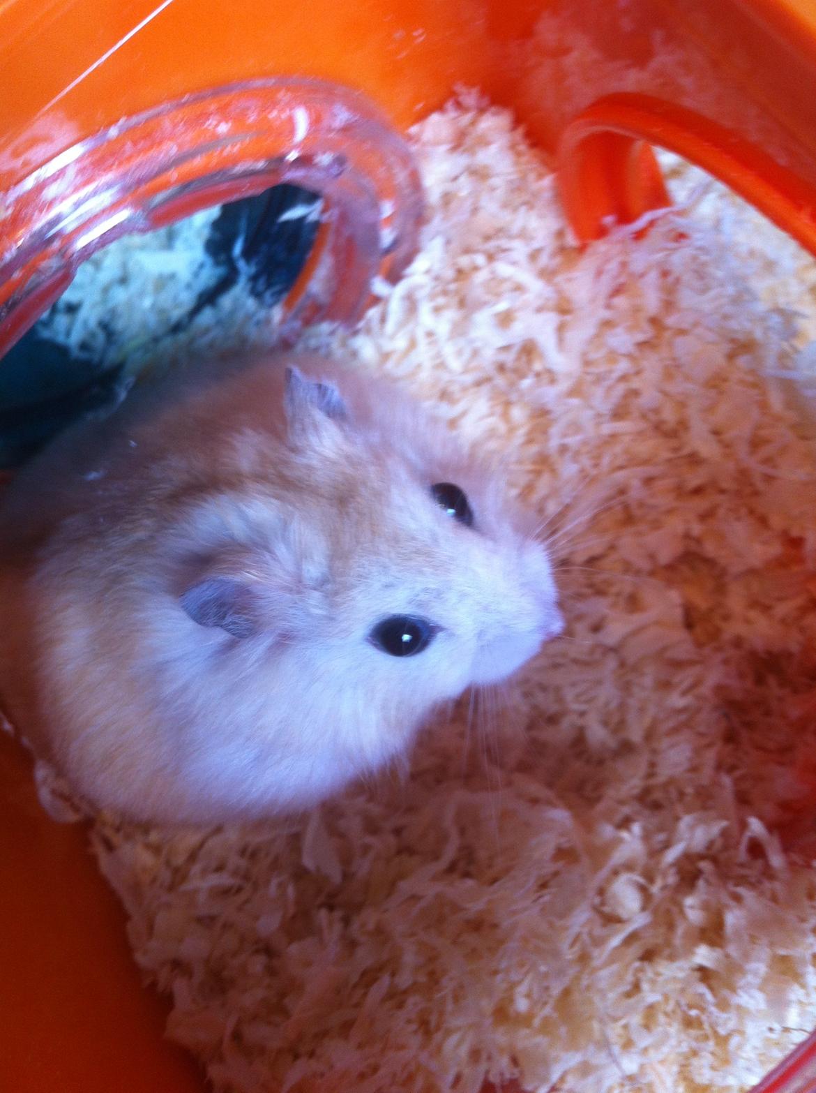 Dværghamster Snuske billede 2