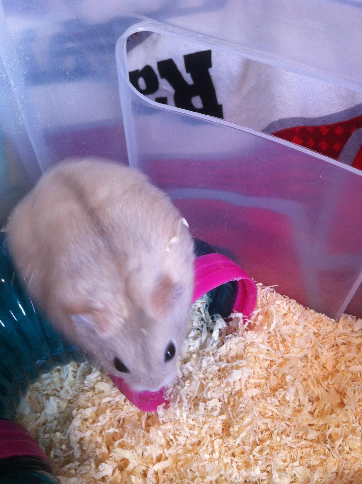 Dværghamster Snuske billede 3