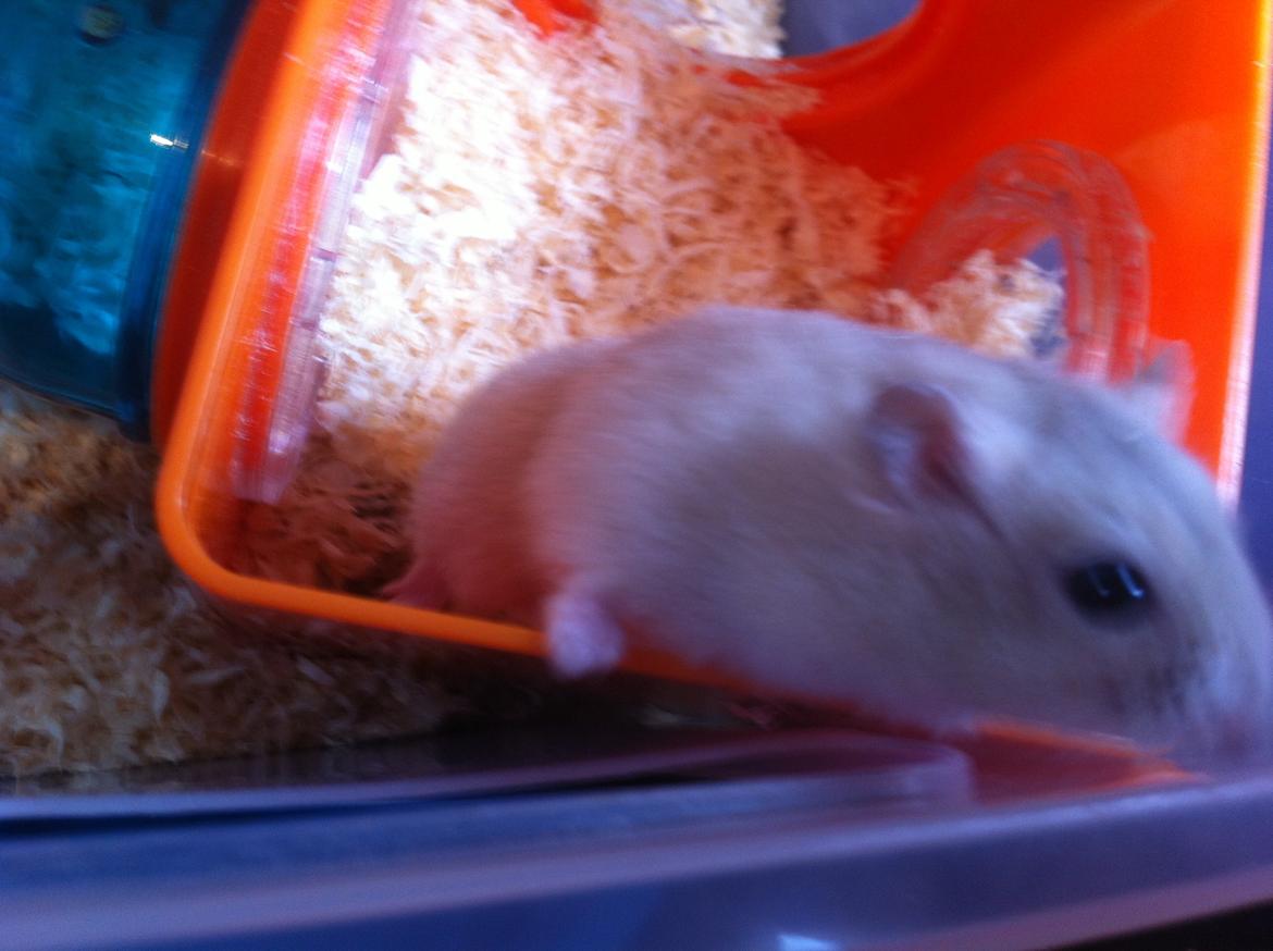 Dværghamster Snuske billede 4