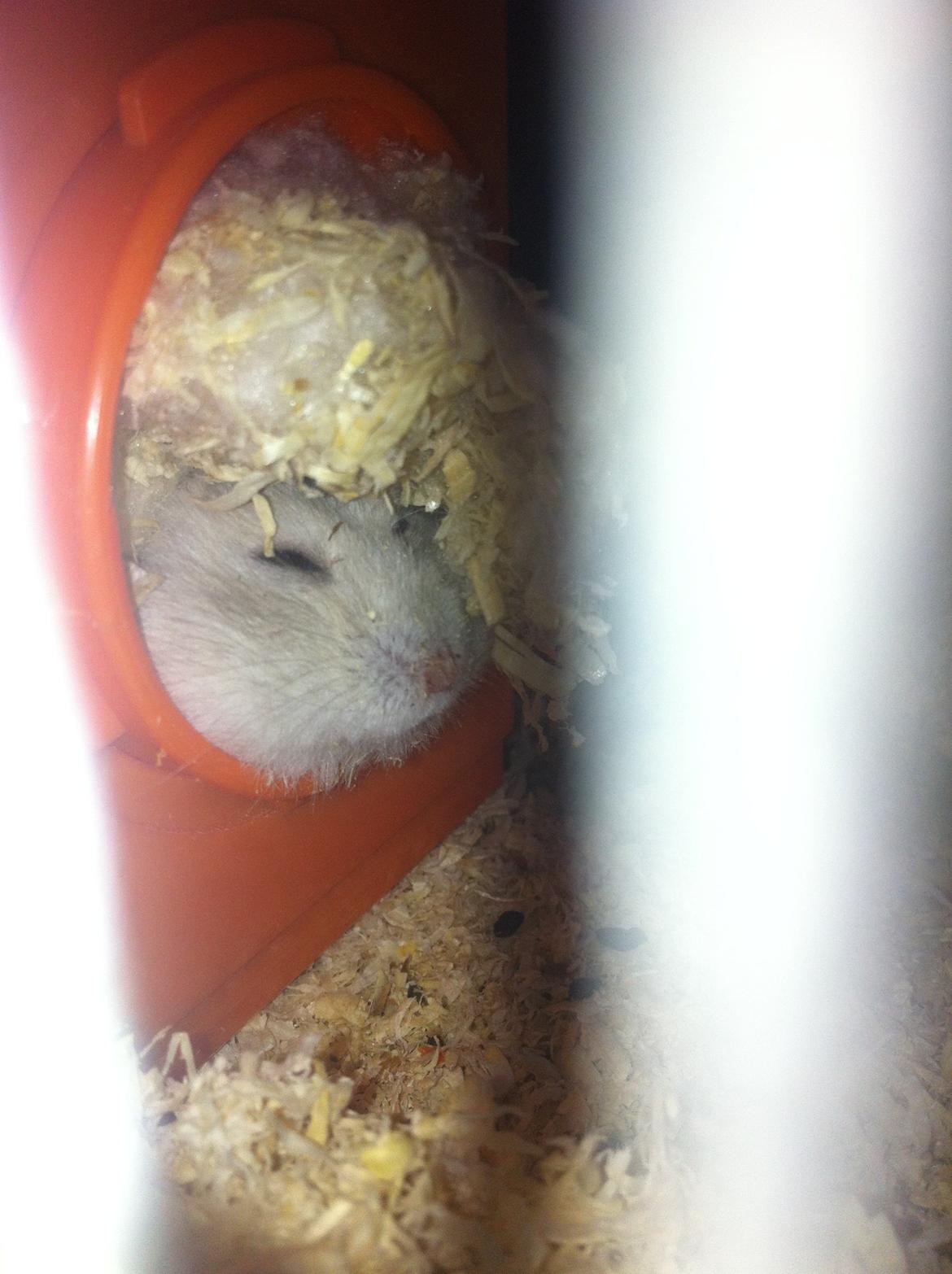 Dværghamster Snuske billede 5