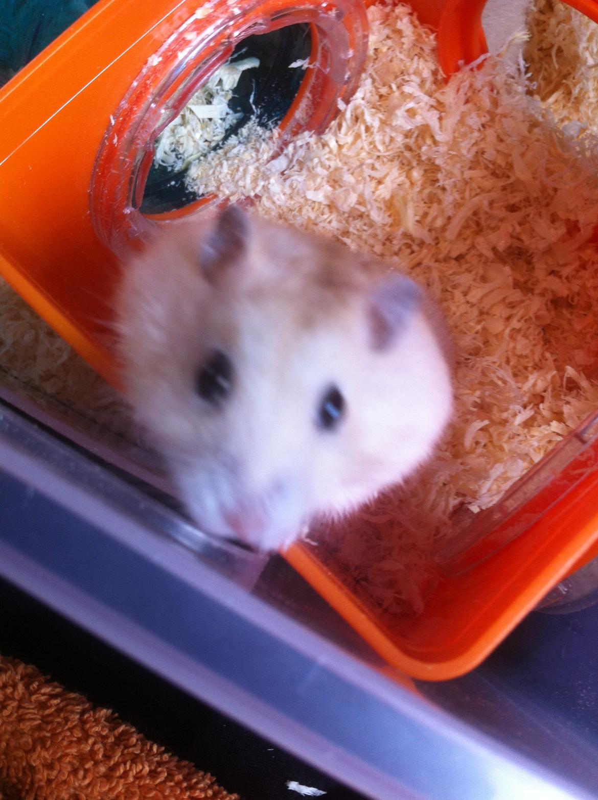 Dværghamster Chippi billede 1