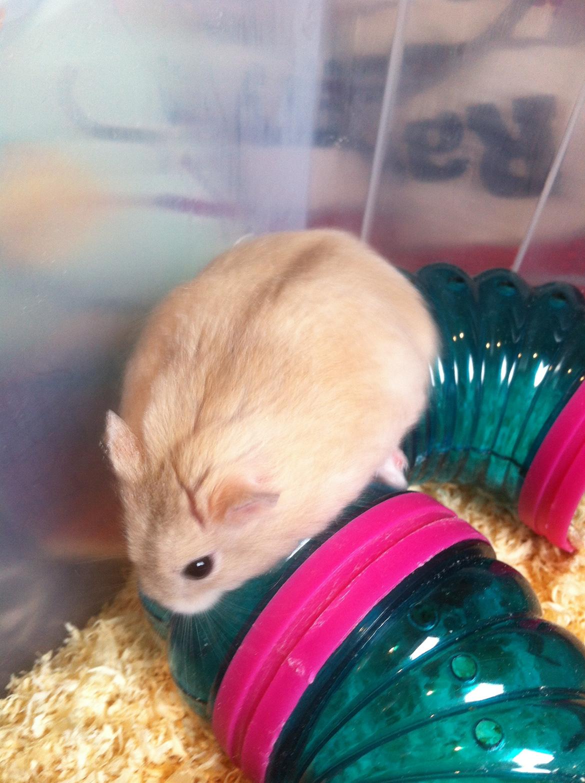 Dværghamster Chippi billede 2