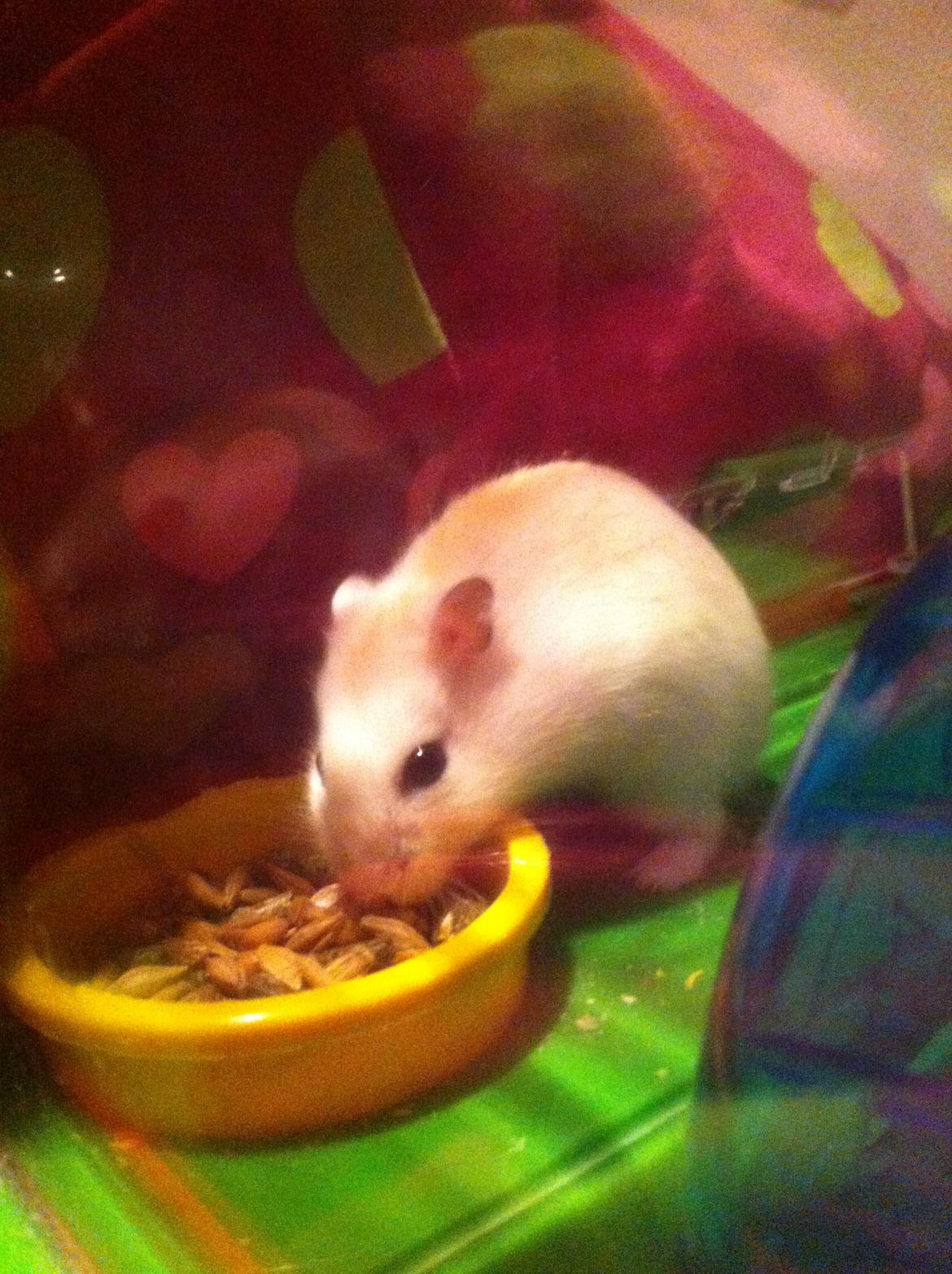 Dværghamster Chippi billede 3