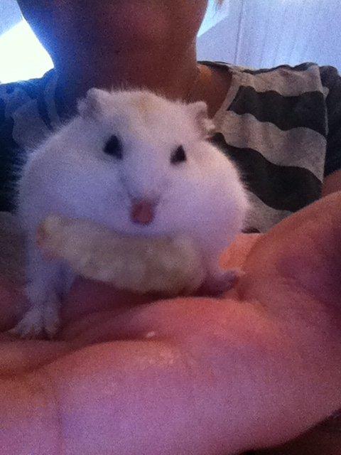 Dværghamster Chippi billede 4