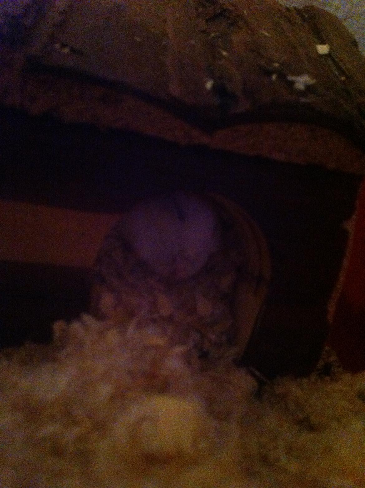 Dværghamster Chippi billede 5