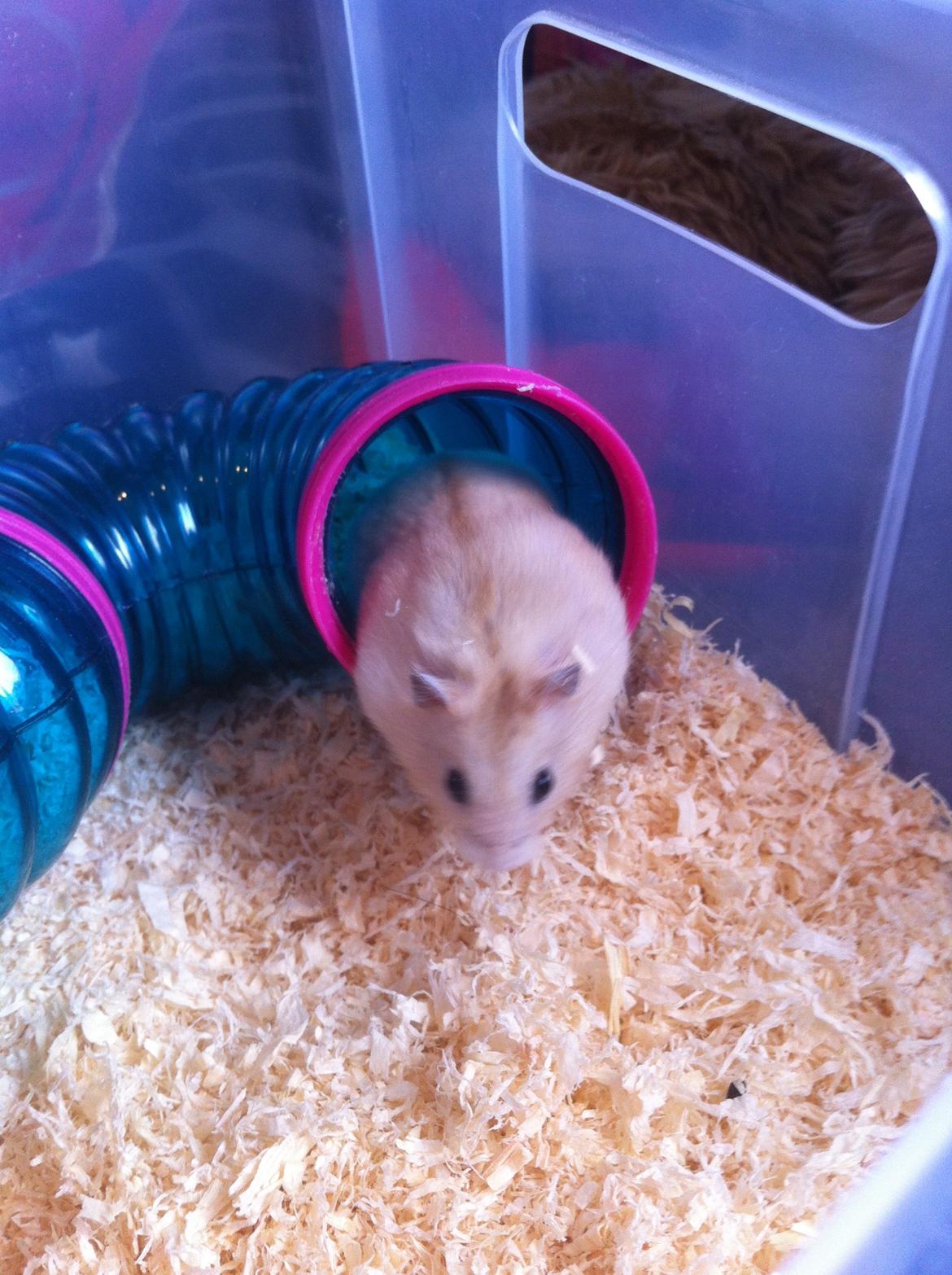 Dværghamster Chippi billede 6