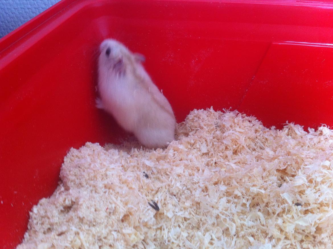 Dværghamster Chippi billede 7
