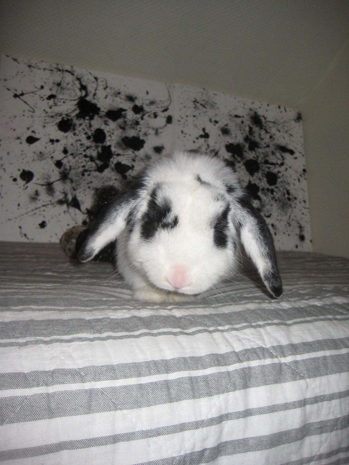 Kanin Hr. Olsen. billede 2