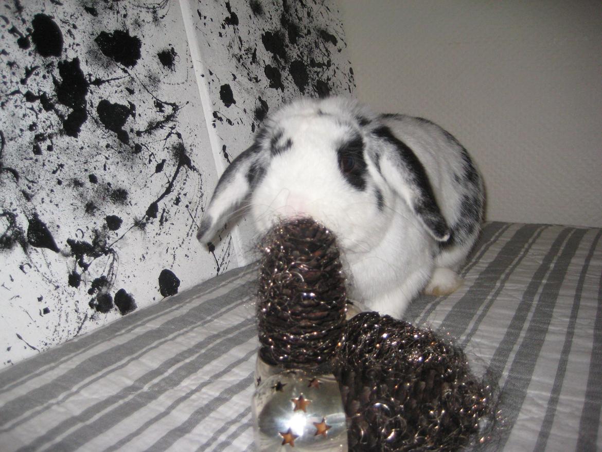 Kanin Hr. Olsen. billede 12