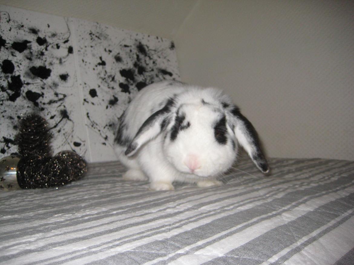 Kanin Hr. Olsen. billede 11