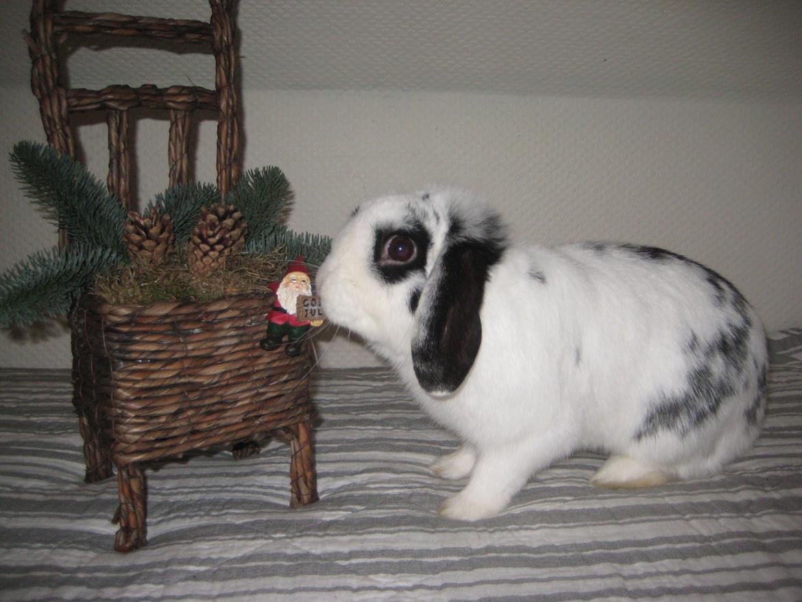 Kanin Hr. Olsen. billede 10