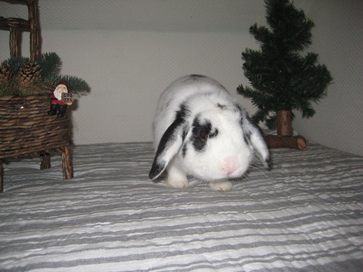 Kanin Hr. Olsen. billede 19