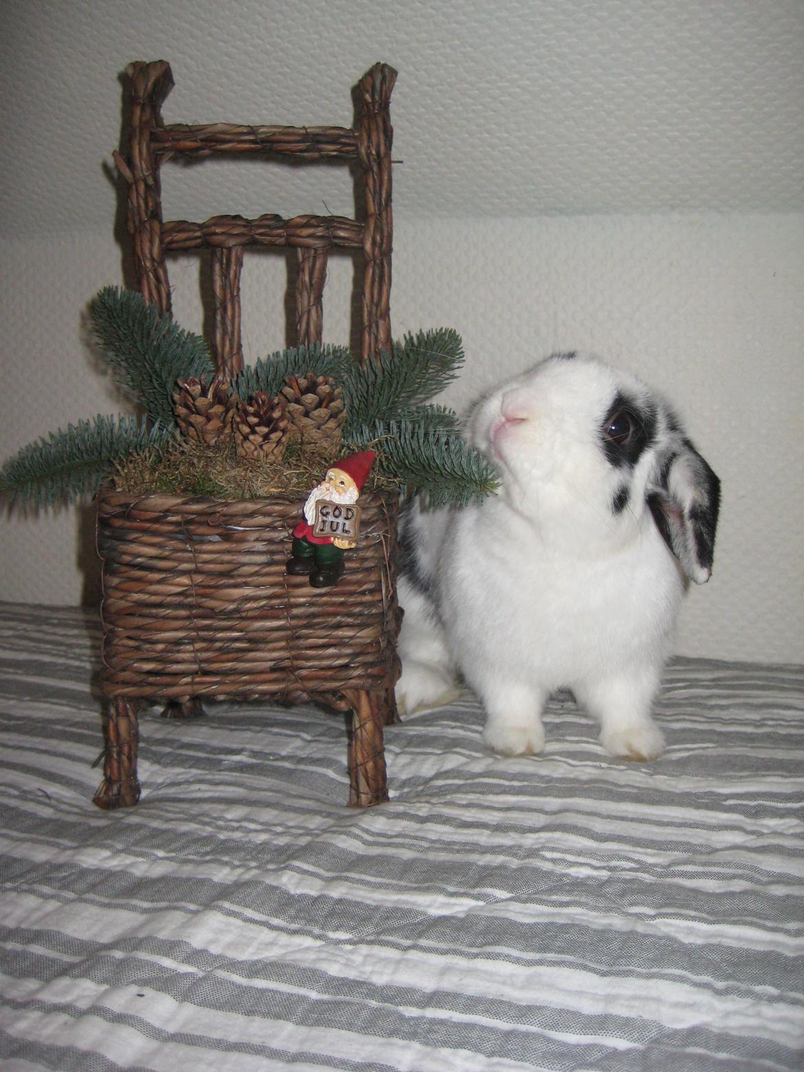 Kanin Hr. Olsen. billede 20