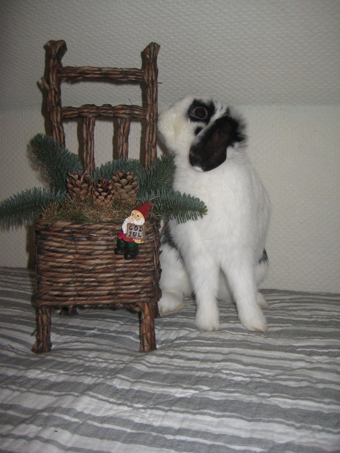 Kanin Hr. Olsen. - ~~Velkommen til Hr.Olsen's profil~~ billede 1