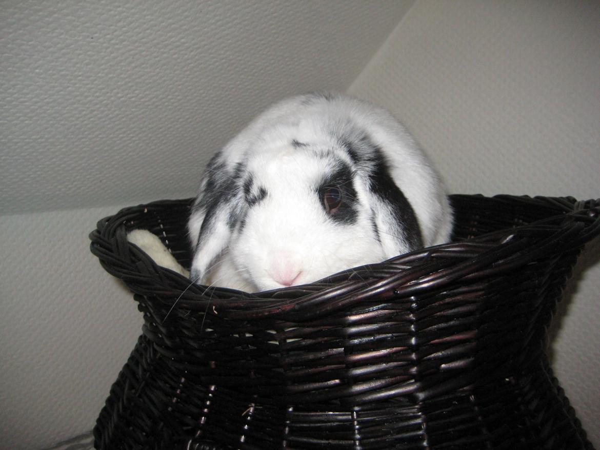 Kanin Hr. Olsen. billede 8