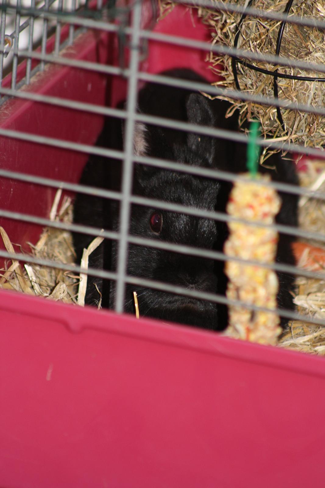 Kanin Harald (Hermelin) billede 1