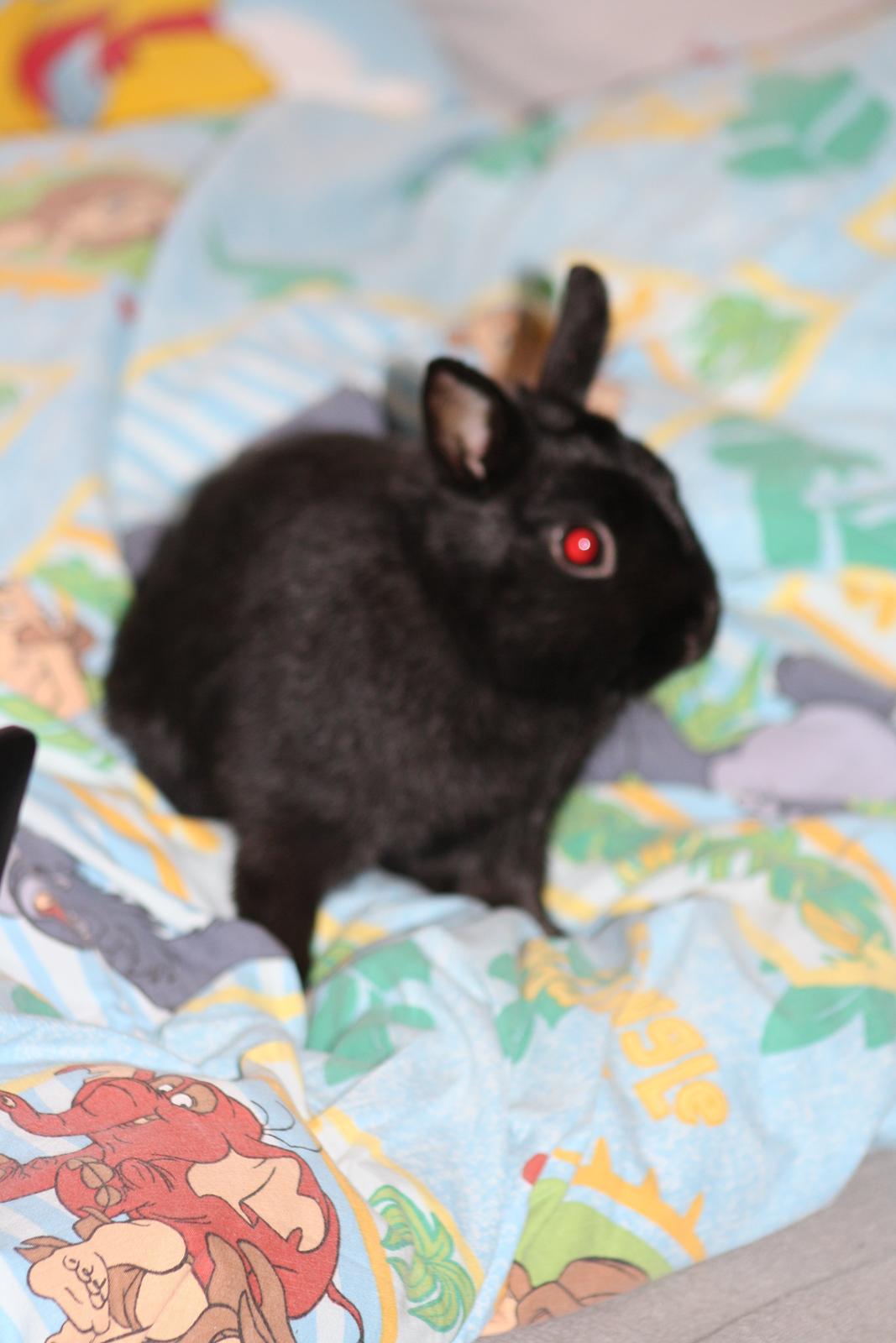 Kanin Harald (Hermelin) billede 2