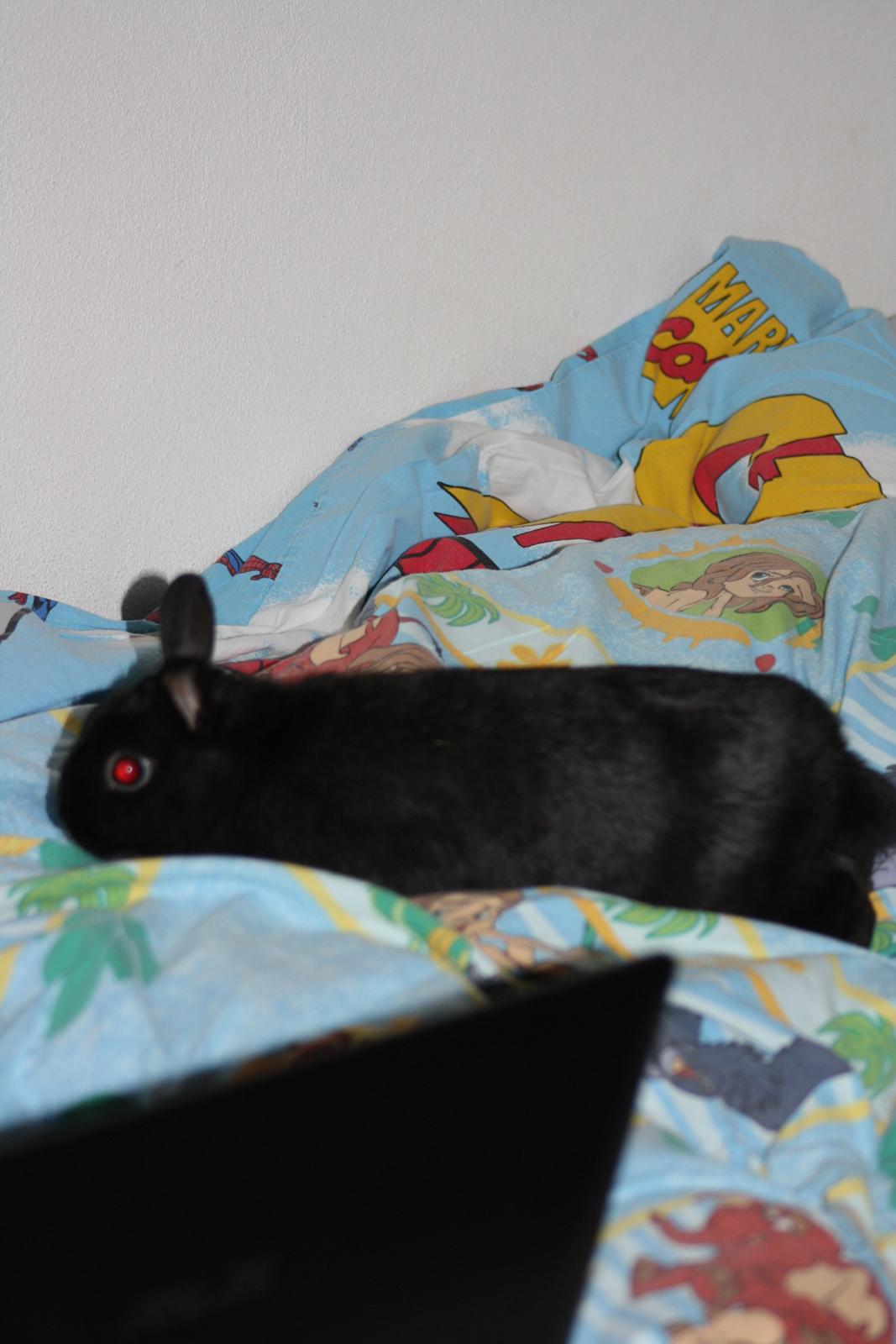 Kanin Harald (Hermelin) billede 3