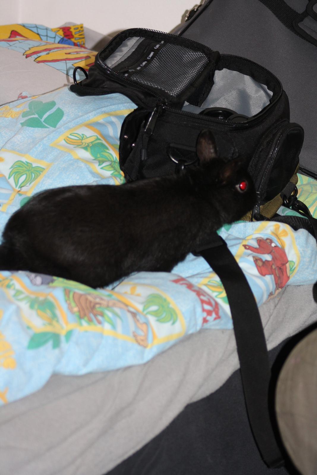 Kanin Harald (Hermelin) billede 4