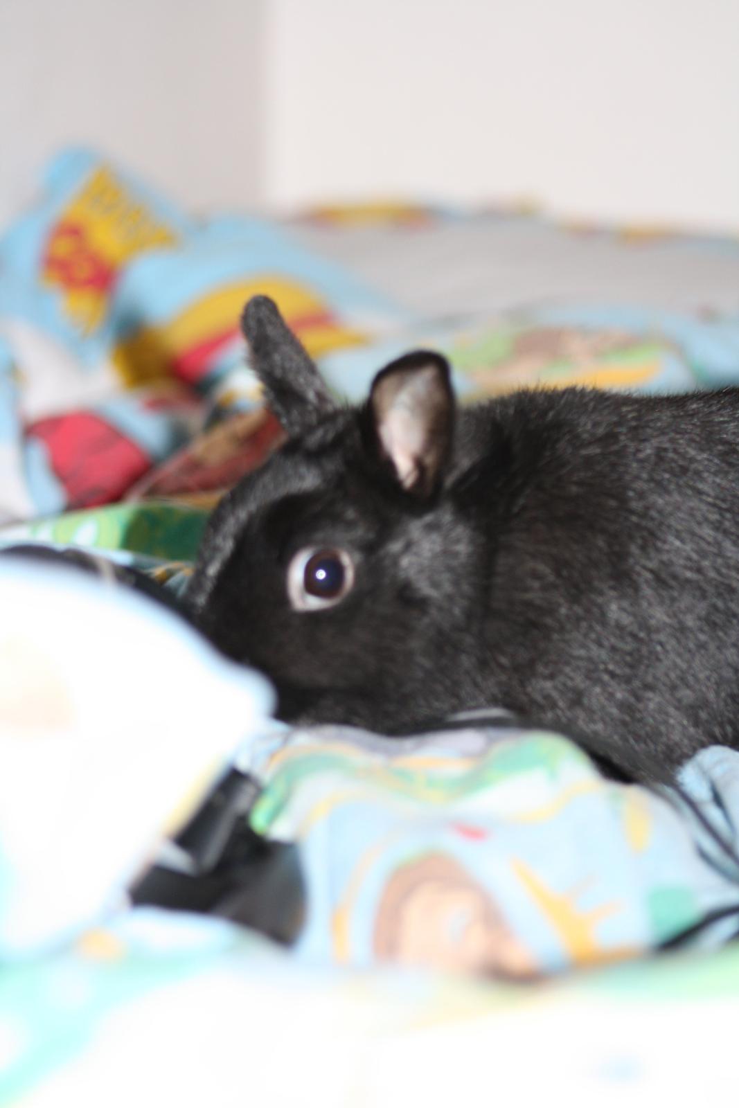 Kanin Harald (Hermelin) billede 5