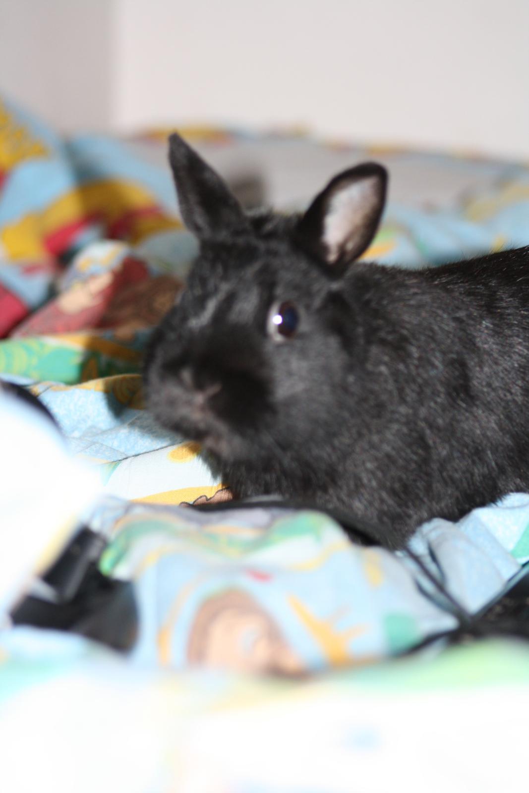 Kanin Harald (Hermelin) billede 6